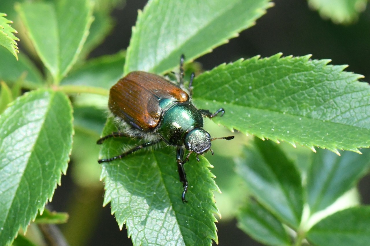 Phylloperta horticola (Linnaeus, 1758) - Hanneton des jardins 