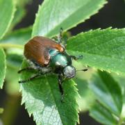 Phylloperta horticola (Linnaeus, 1758) - Hanneton des jardins 