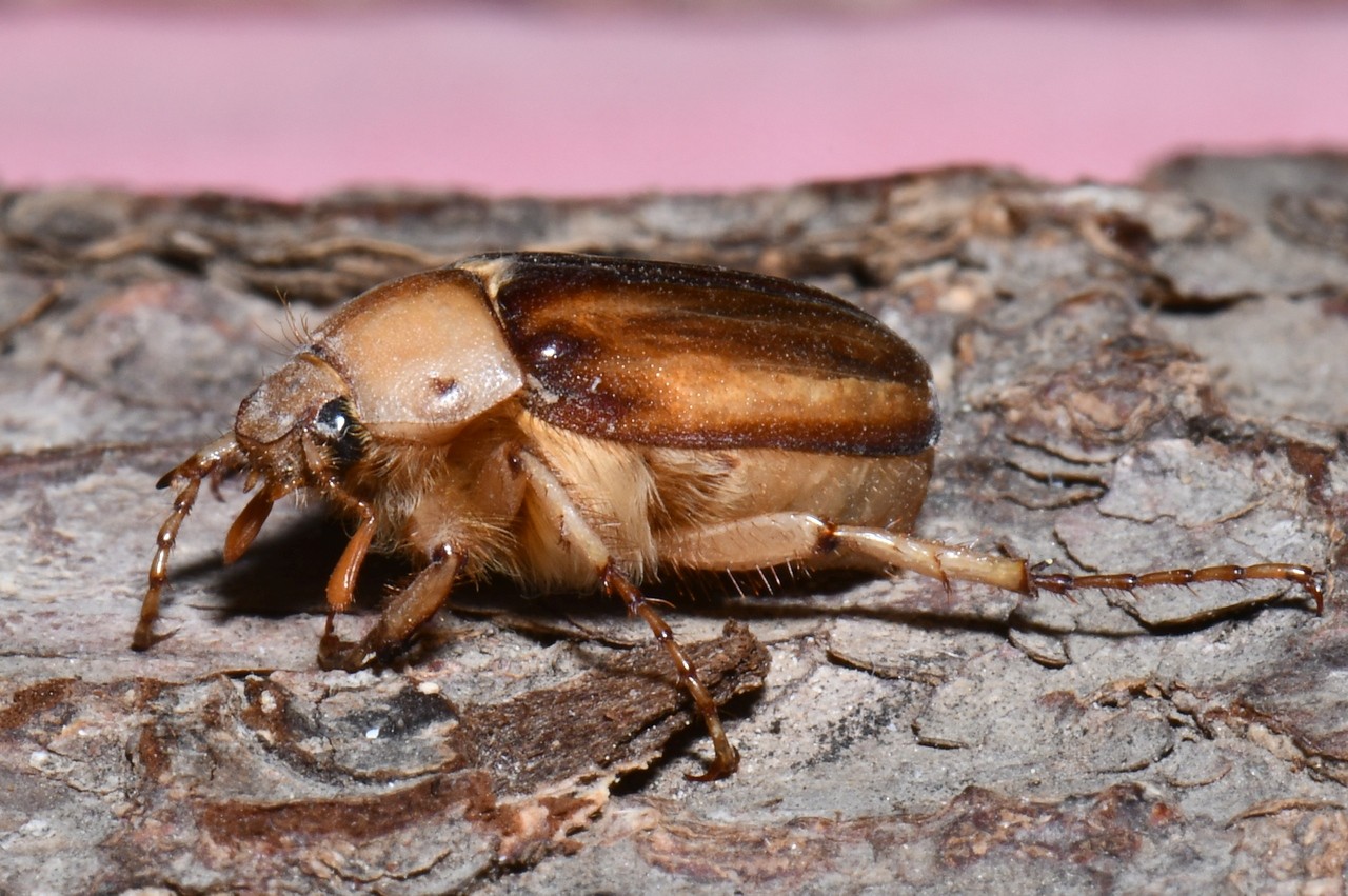 Rhizotrogus aestivus (Olivier, 1789) - Hanneton d'été