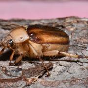 Rhizotrogus aestivus (Olivier, 1789) - Hanneton d'été