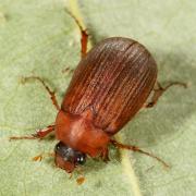 Serica brunnea (Linnaeus, 1758) - Petit Hanneton brun (femelle)