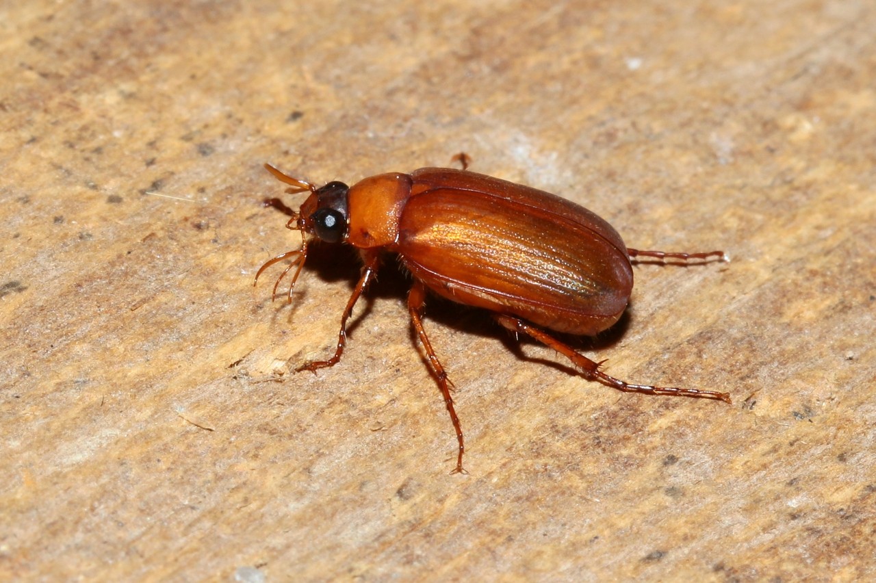 Serica brunnea (Linnaeus, 1758) - Petit Hanneton brun (mâle)