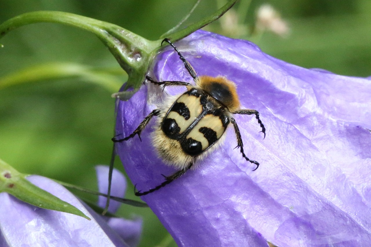 Trichius fasciatus (Linnaeus, 1758) - Trichie barrée, Trichie fasciée