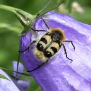 Trichius fasciatus (Linnaeus, 1758) - Trichie barrée, Trichie fasciée