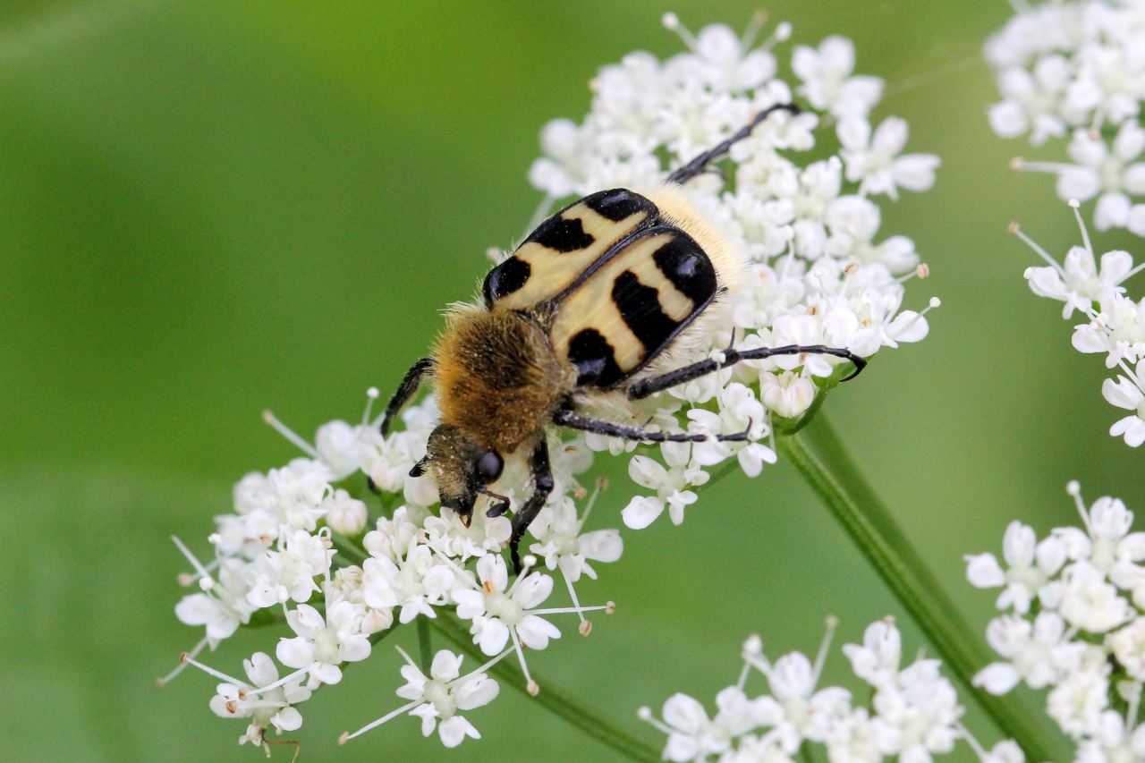 Trichius gallicus Dejean, 1821 - Trichie du rosier, Trichie gauloise