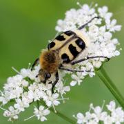 Trichius gallicus Dejean, 1821 - Trichie du rosier, Trichie gauloise