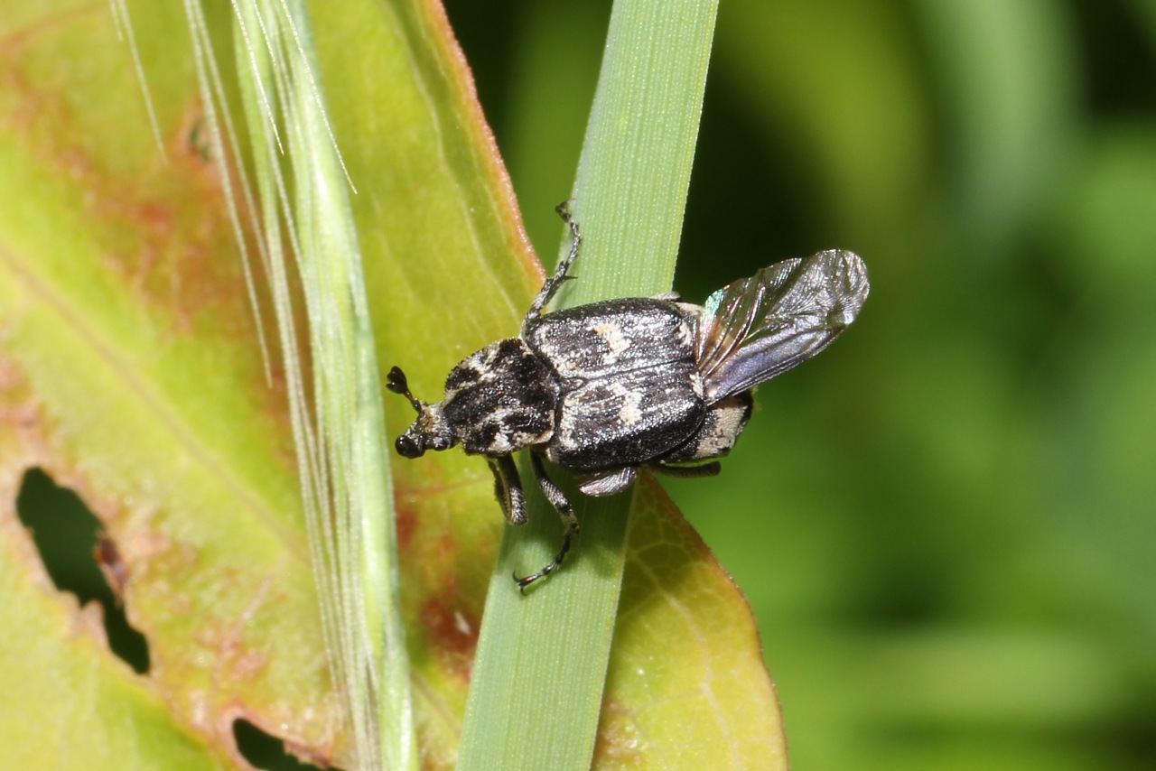 Valgus hemipterus (Linnaeus, 1758) - Cétoine punaise, Mini Cétoine