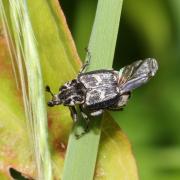 Valgus hemipterus (Linnaeus, 1758) - Cétoine punaise, Mini Cétoine