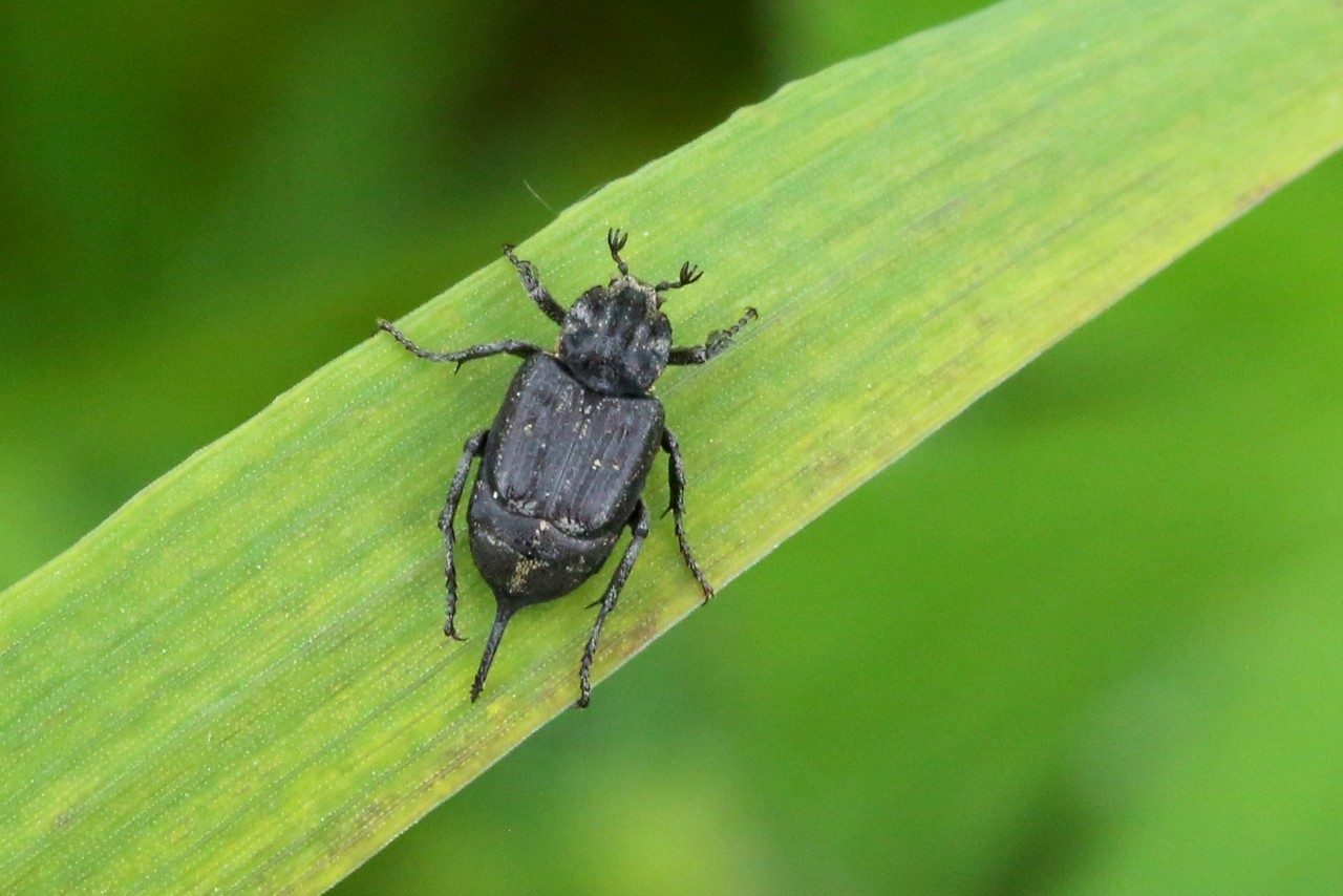 Valgus hemipterus (Linnaeus, 1758) - Cétoine punaise, Mini Cétoine (femelle)