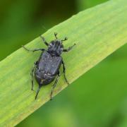 Valgus hemipterus (Linnaeus, 1758) - Cétoine punaise, Mini Cétoine (femelle)