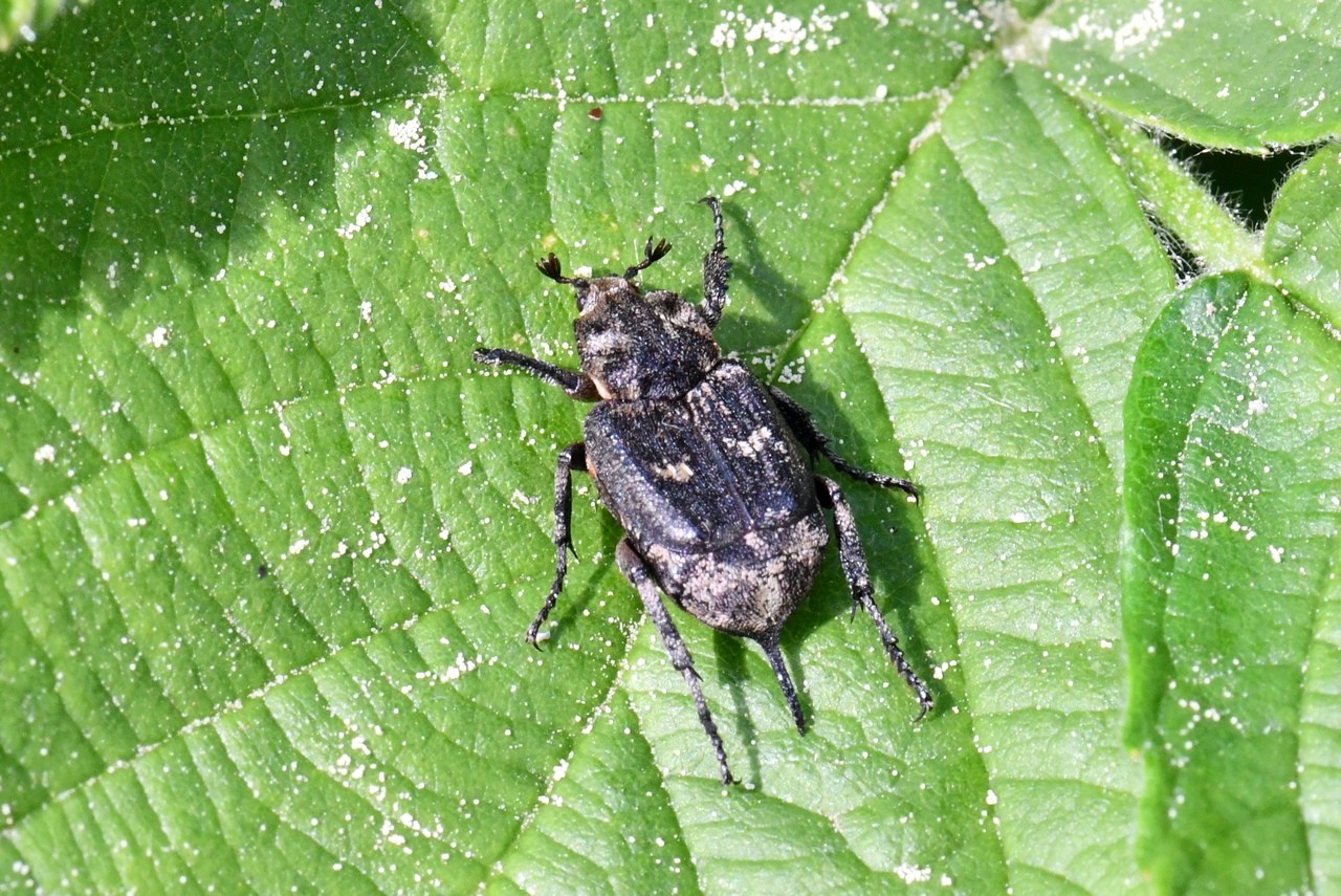 Valgus hemipterus (Linnaeus, 1758) - Cétoine punaise, Mini Cétoine (femelle)