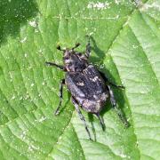 Valgus hemipterus (Linnaeus, 1758) - Cétoine punaise, Mini Cétoine (femelle)