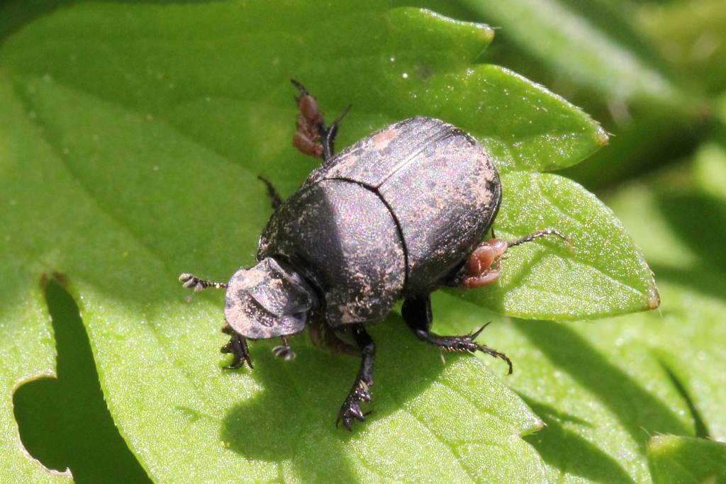 Onthophagus verticicornis (Laicharting, 1781) (femelle)