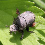 Onthophagus verticicornis (Laicharting, 1781) (femelle)