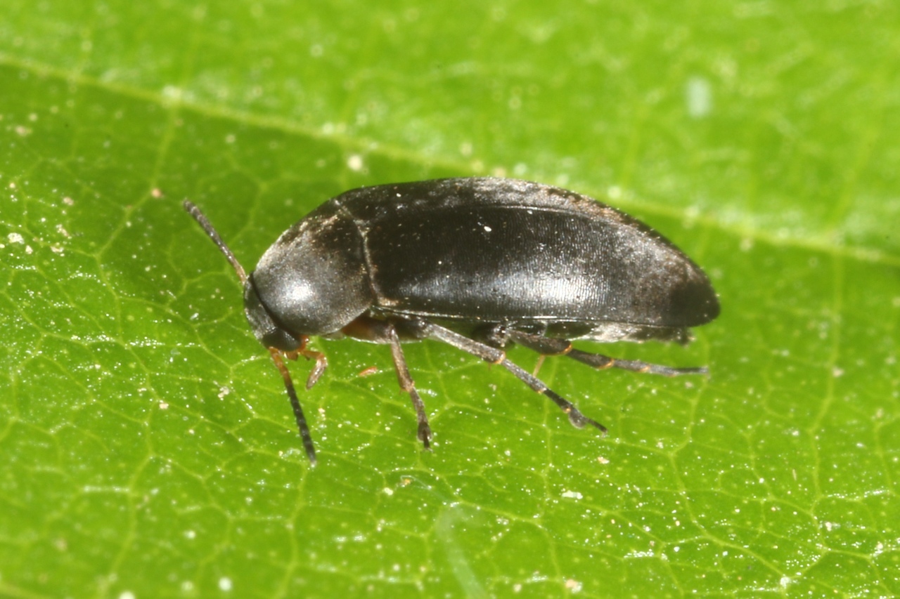 Anaspis frontalis (Linnaeus, 1758) - Anaspe à front jaune