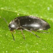 Anaspis frontalis (Linnaeus, 1758) - Anaspe à front jaune