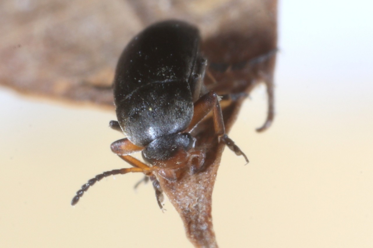 Anaspis frontalis (Linnaeus, 1758) - Anaspe à front jaune