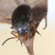 Anaspis frontalis (Linnaeus, 1758) - Anaspe à front jaune