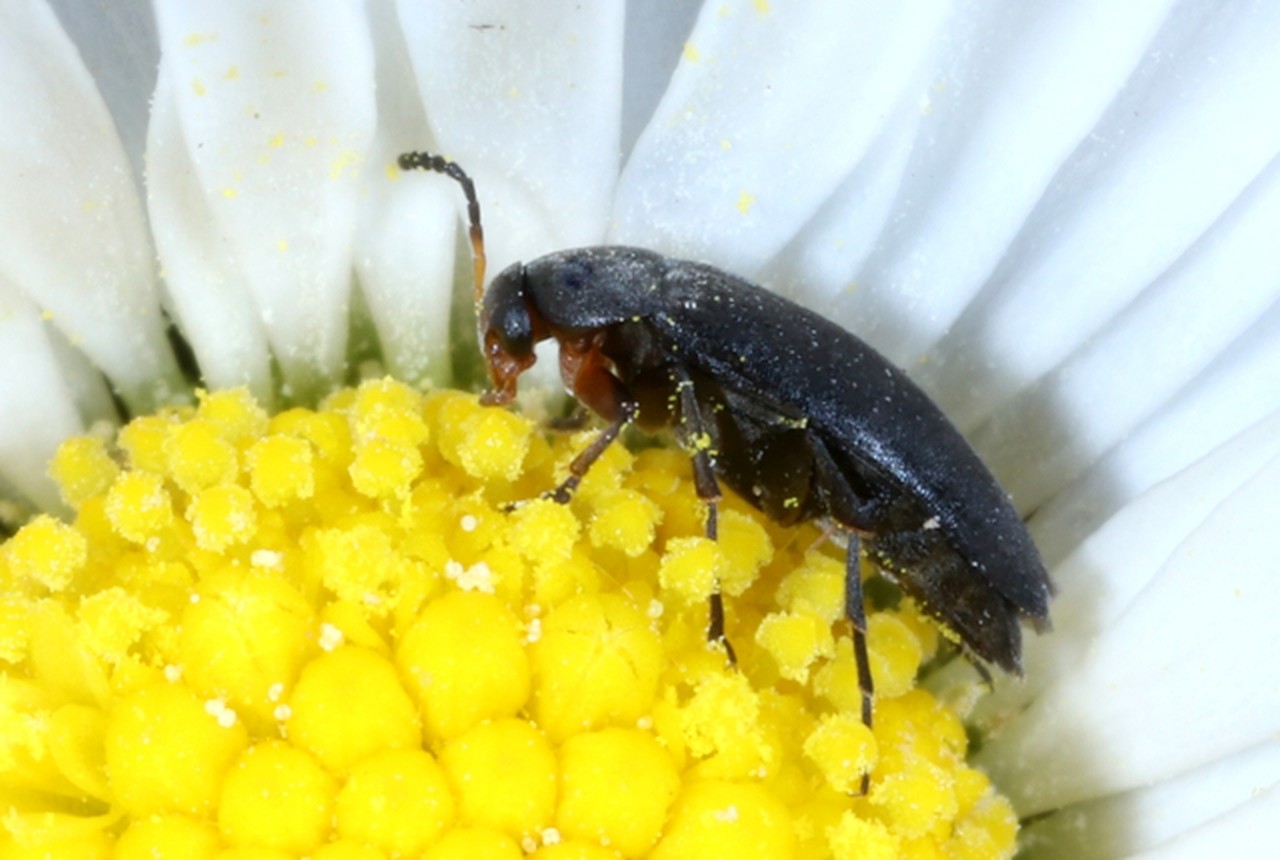 Anaspis frontalis (Linnaeus, 1758) - Anaspe à front jaune 