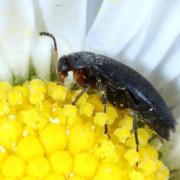 Anaspis frontalis (Linnaeus, 1758) - Anaspe à front jaune 