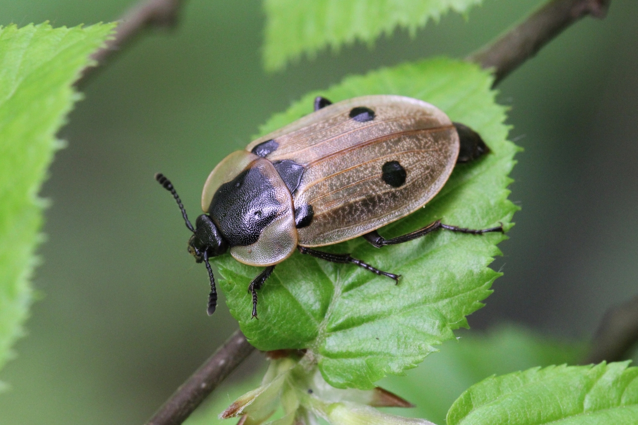 Dendroxena quadrimaculata (Scopoli, 1771) - Silphe à quatre points