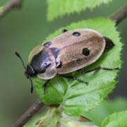 Dendroxena quadrimaculata (Scopoli, 1771) - Silphe à quatre points