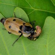 Dendroxena quadrimaculata (Scopoli, 1771) - Silphe à quatre points