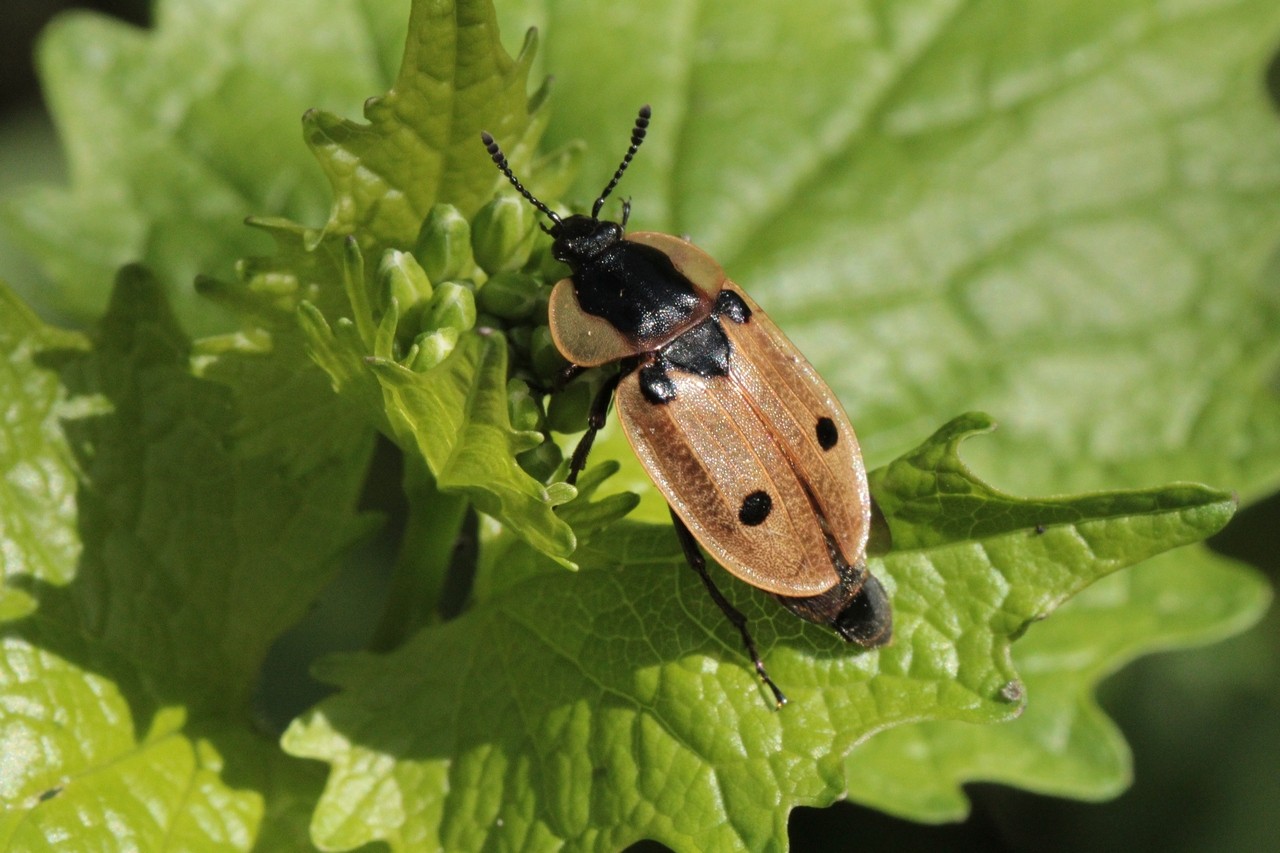 Dendroxena quadrimaculata (Scopoli, 1771) - Silphe à quatre points