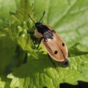 Dendroxena quadrimaculata (Scopoli, 1771) - Silphe à quatre points