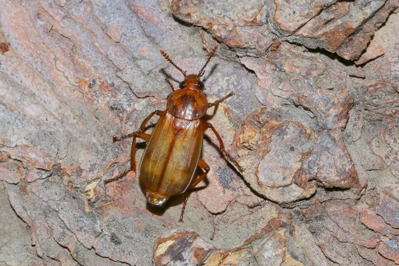 Necrodes littoralis (Linnaeus, 1758) - Silphe des rivages, Nécrophore des rivages 