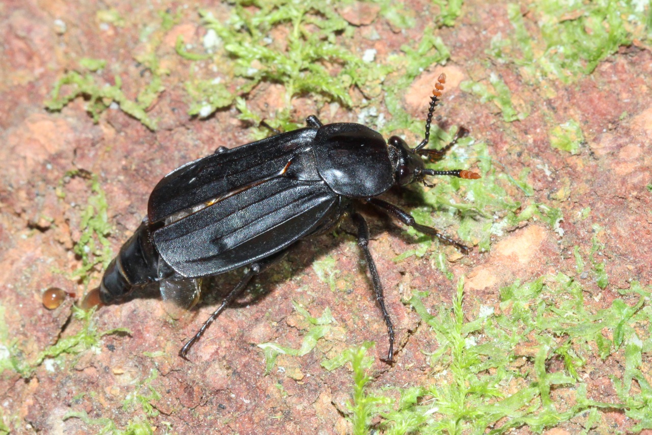 Necrodes littoralis (Linnaeus, 1758) - Silphe des rivages, Nécrophore des rivages (♀)