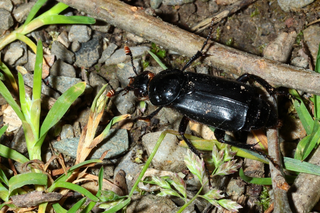 Nicrophorus humator (Gleditsch, 1767) - Nécrophore ensevelisseur