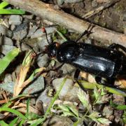 Nicrophorus humator (Gleditsch, 1767) - Nécrophore ensevelisseur