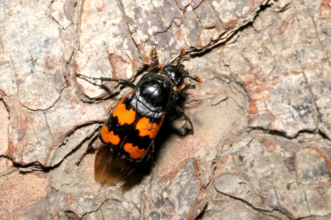 Nicrophorus interruptus Stephens, 1830 - Nécrophore