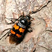 Nicrophorus interruptus Stephens, 1830 - Nécrophore