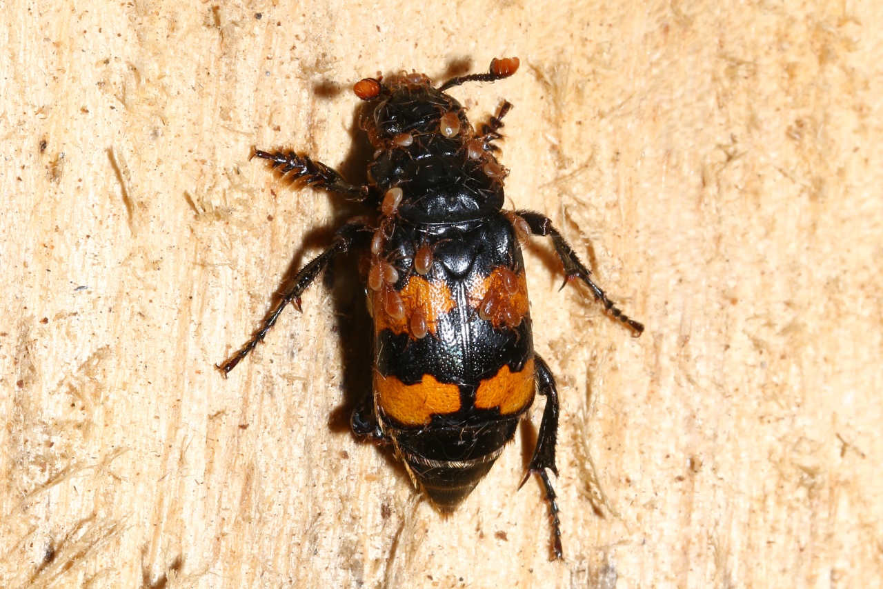 Nicrophorus interruptus Stephens, 1830 - Nécrophore