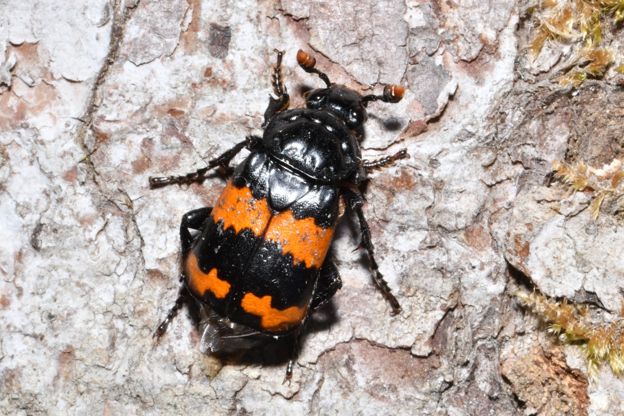 Nicrophorus investigator Zetterstedt, 1824