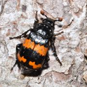 Nicrophorus investigator Zetterstedt, 1824