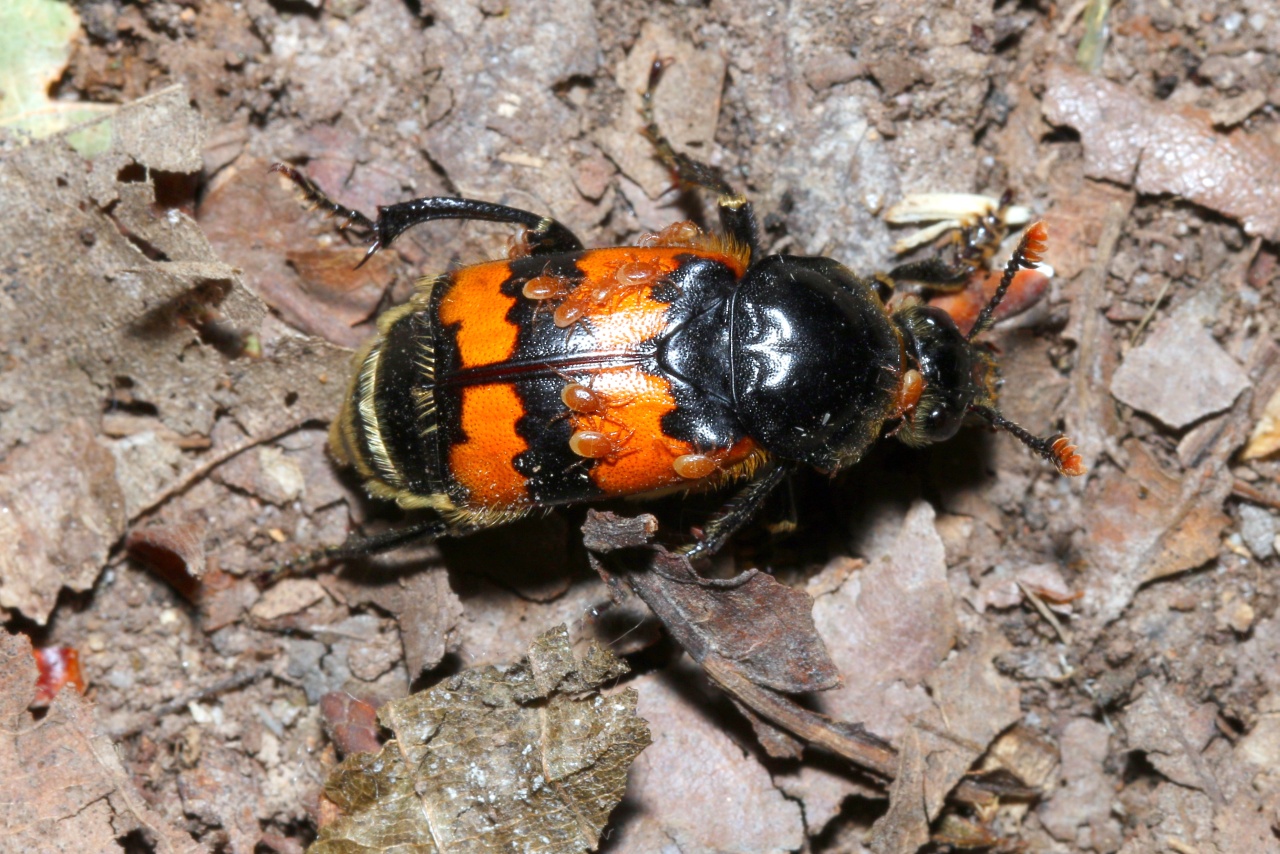 Nicrophorus vespillo (Linnaeus, 1758) - Nécrophore imité, fossoyeur