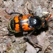 Nicrophorus vespillo (Linnaeus, 1758) - Nécrophore imité, fossoyeur