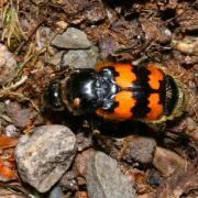 Nicrophorus vespillo (Linnaeus, 1758) - Nécrophore imité, fossoyeur