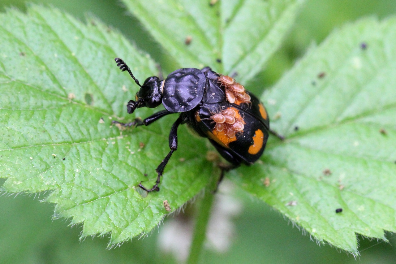 Nicrophorus vespilloides Herbst, 1783