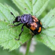 Nicrophorus vespilloides Herbst, 1783