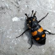 Nicrophorus vespilloides Herbst, 1783