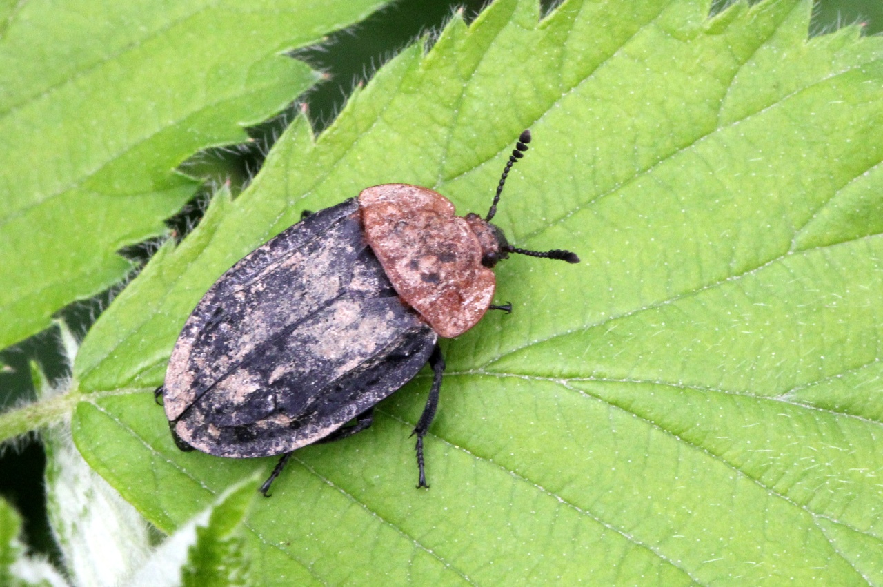 Oiceoptoma thoracicum (Linnaeus, 1758) - Silphe à corselet rouge