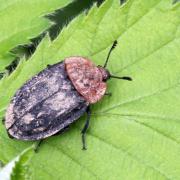 Oiceoptoma thoracicum (Linnaeus, 1758) - Silphe à corselet rouge