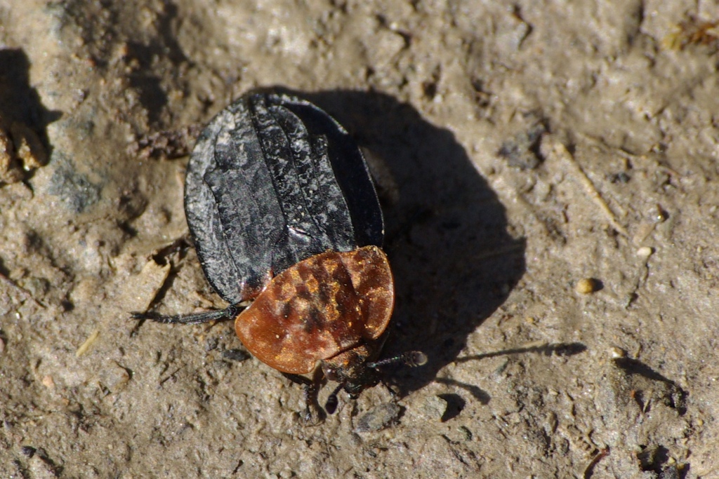 Oiceoptoma thoracicum (Linnaeus, 1758) - Silphe à corselet rouge