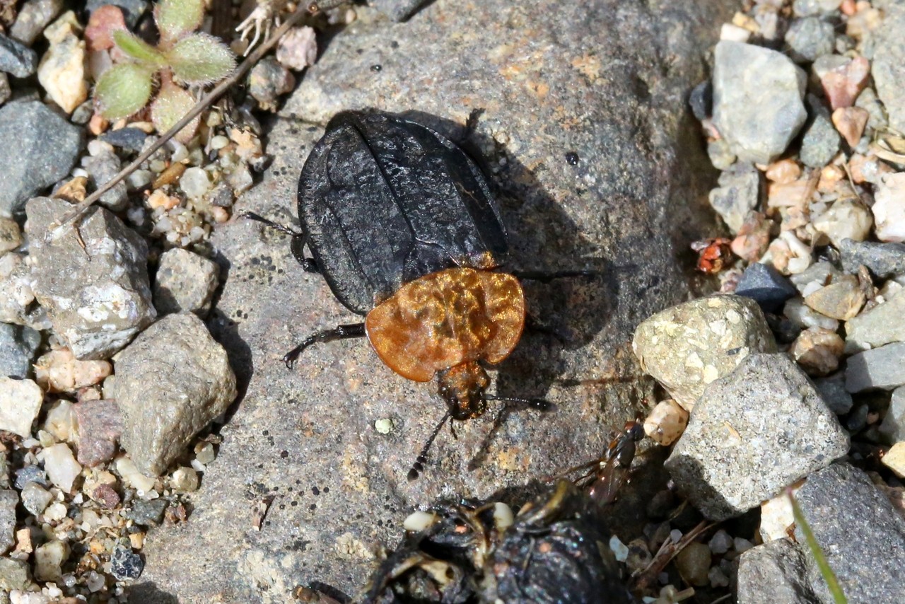 Oiceoptoma thoracicum (Linnaeus, 1758) - Silphe à corselet rouge