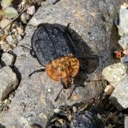 Oiceoptoma thoracicum (Linnaeus, 1758) - Silphe à corselet rouge