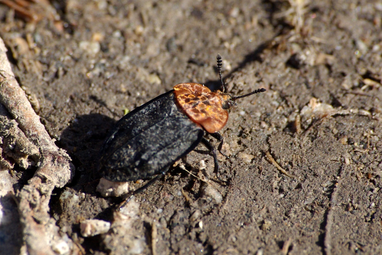 Oiceoptoma thoracicum (Linnaeus, 1758) - Silphe à corselet rouge